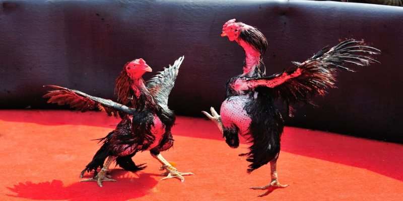 Cược Gà Đòn TG88 – Bí Quyết Thắng Lớn Và Siêu An Toàn