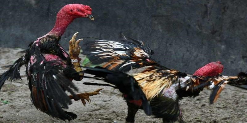 Kèo cược gà đòn TG88 điểm số chênh lệch
