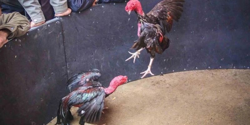 Lịch sử phát triển kèo cược gà đòn tại TG88