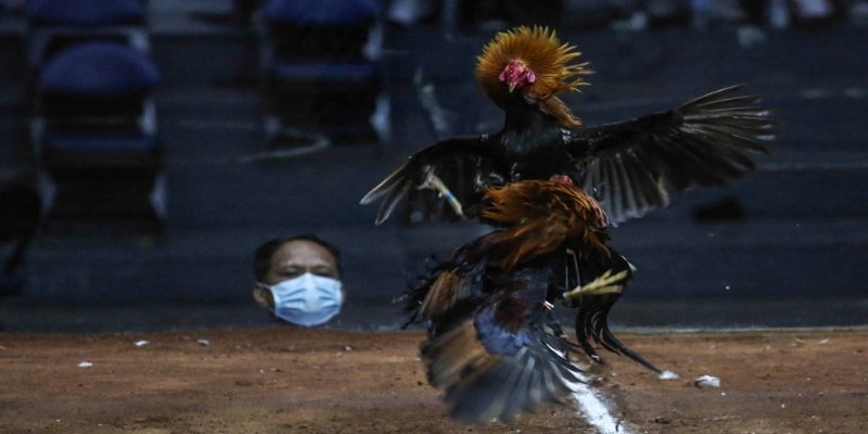 Sảnh đá gà TG88 hấp dẫn cho thành viên