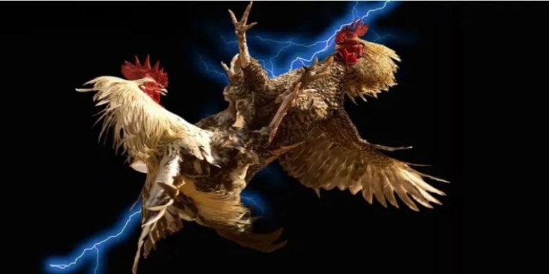 Tổng hợp vài loại phổ biến nhất ở sảnh