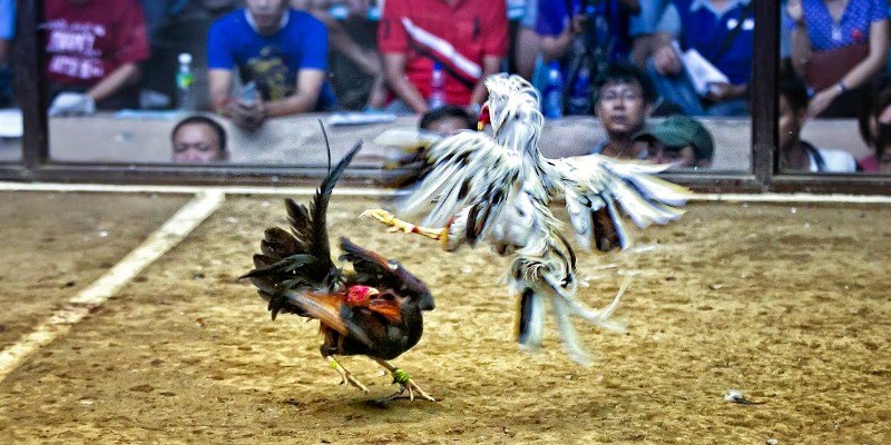 Top 3 loại kèo đá gà cựa dao TG88 phổ biến